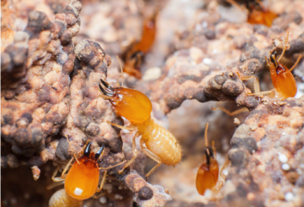 Diagnostic termite maison à vendre